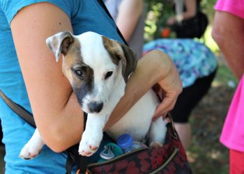 Psi za mačke! Humanitarna revija pasa 2019