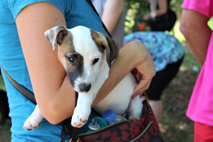 Psi za mačke! Humanitarna revija pasa 2019