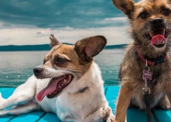 Heroj ulice: Diana Primožić i mala čudovišta Vis Vitalisa