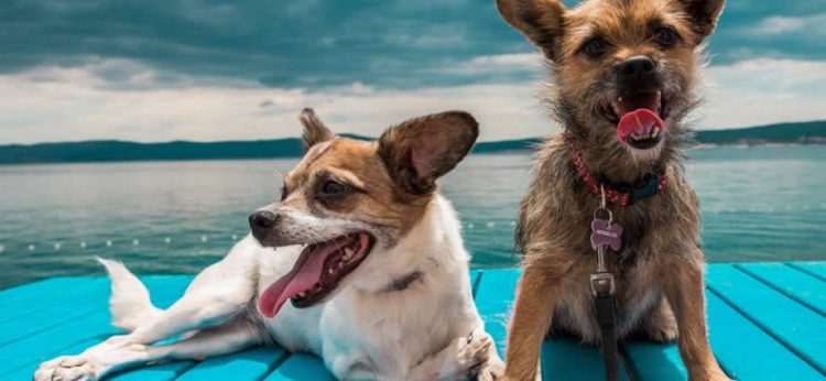 Heroj ulice: Diana Primožić i mala čudovišta Vis Vitalisa