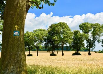 Fotografija preuzeta s Pixabay.