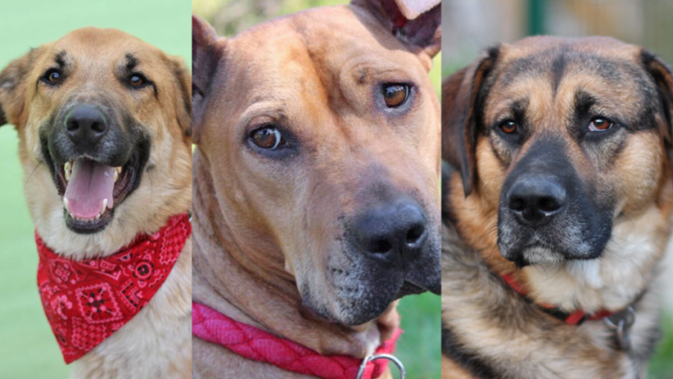 Studenti i volonteri ujedinjeni za pomoć napuštenim psima Rijeke