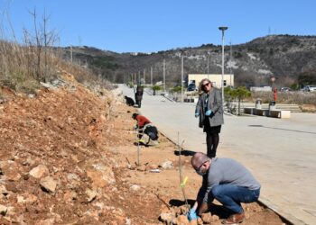 Održana akcija sadnje stabala na Kampusu!