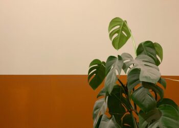 Priroda u domu – sobne biljke kao ugodno s korisnim