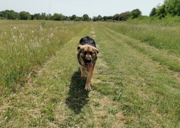 Zašto je dobro imati kućne ljubimce?