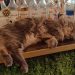 Za sve ljubitelje mačaka i ukusne kave – “Cat caffe Zagreb”
