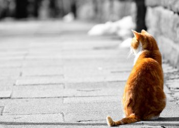 Recenzija knjige Fantastični mačak Bob