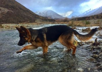 Sposobnost njemačkih ovčara