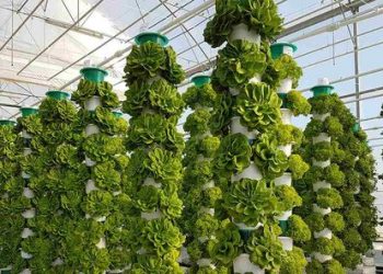 Vertikalna poljoprivreda