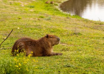 Što su kapibare i zašto ih internet voli?