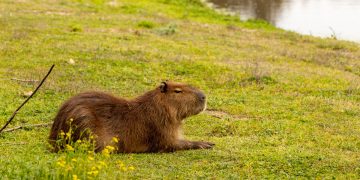 Što su kapibare i zašto ih internet voli?