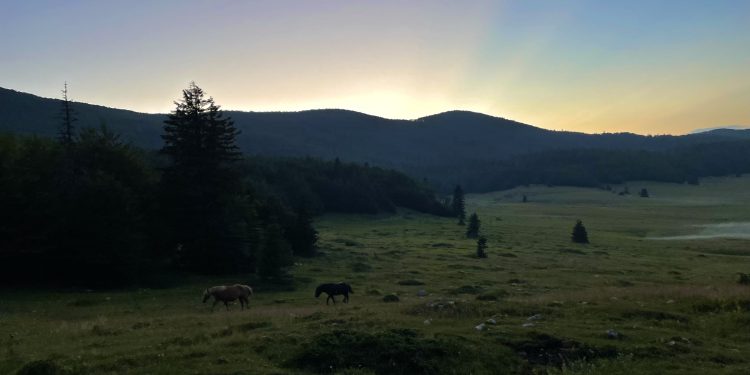Dnevnik Irene H.: Tripsittanje na Trku u šumu