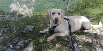 Psi – najbolji čovjekovi prijatelji