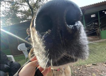 Azil za pse Viškovo – Poziv za pomoć u borbi s hladnoćom