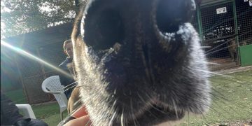 Azil za pse Viškovo – Poziv za pomoć u borbi s hladnoćom