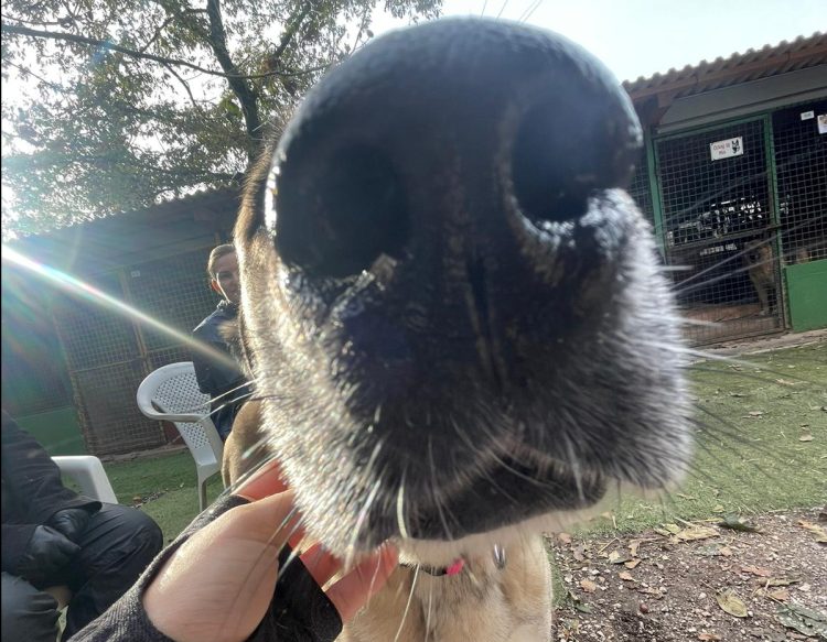 Azil za pse Viškovo – Poziv za pomoć u borbi s hladnoćom