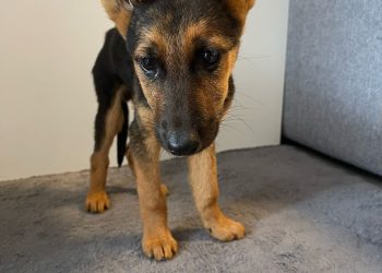 Nove njuškice traže dom: Pridružite se akciji spašavanja pasa