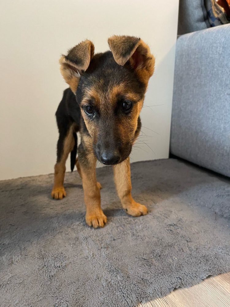 Nove njuškice traže dom: Pridružite se akciji spašavanja pasa