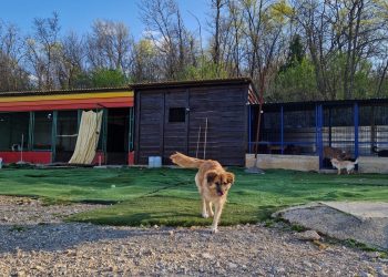 Azil za pse Rijeka: Sigurna luka za napuštene njuške